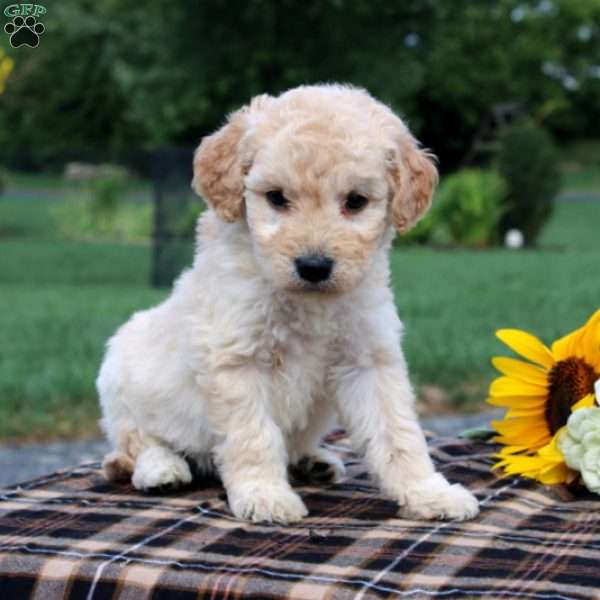 Brynn, Mini Goldendoodle Puppy